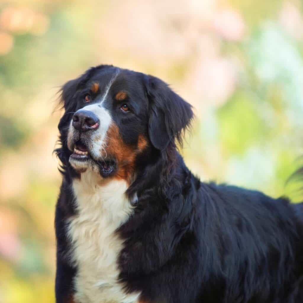 bernese mountain dog outside looking at the camera