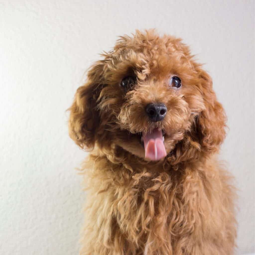 small brown poodle with it's tongue out