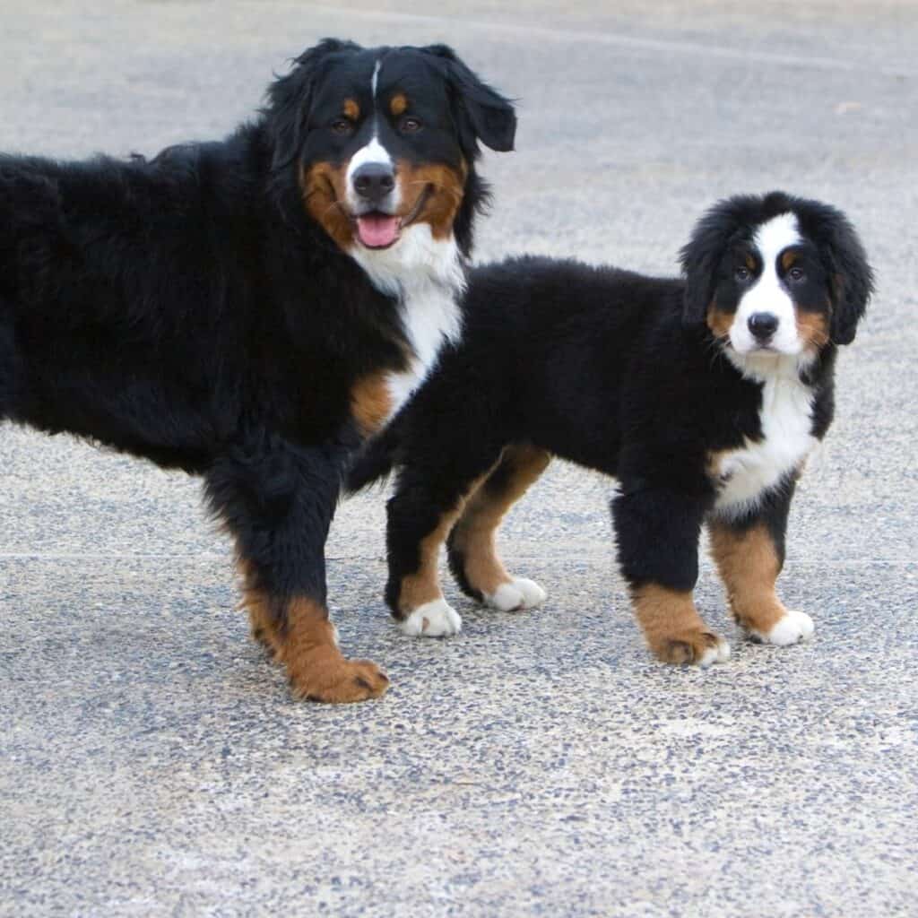 two bernese mountain dogs standing side by side, one big, one small