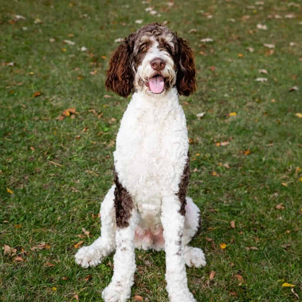 brown and white bernedoodle sitting on it's hind legs outside on the grass