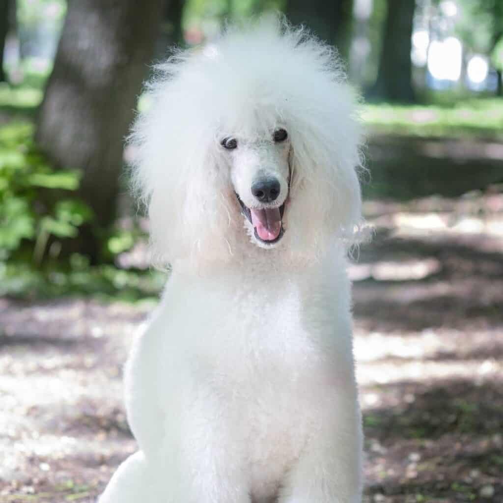 white poodle sitting outside