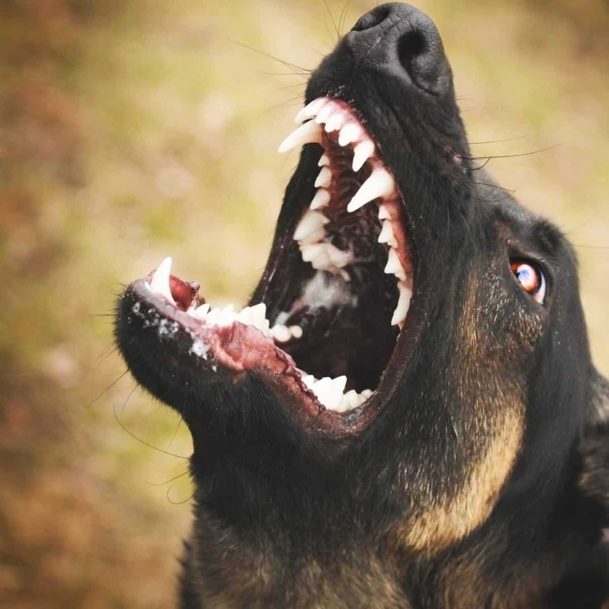 german shepherd with his head tilted back showing its teeth