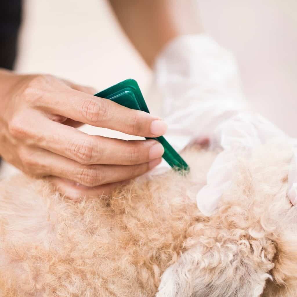 applying flea medicine to the back of a poodle's neck