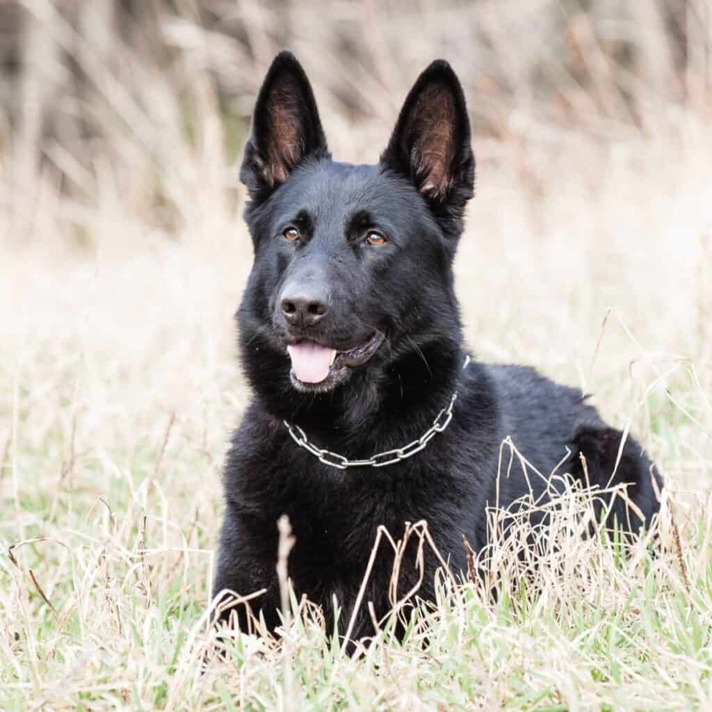 black german shepherd with a collar on laying in the grass
