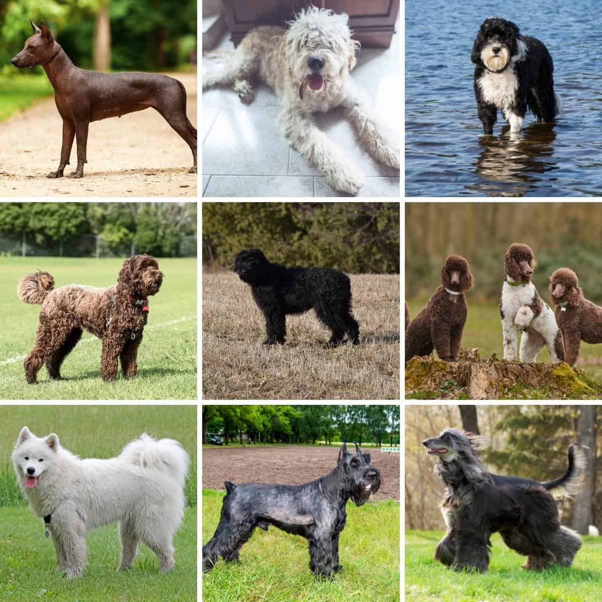 a 9 image collage of large hypoallergenic dogs