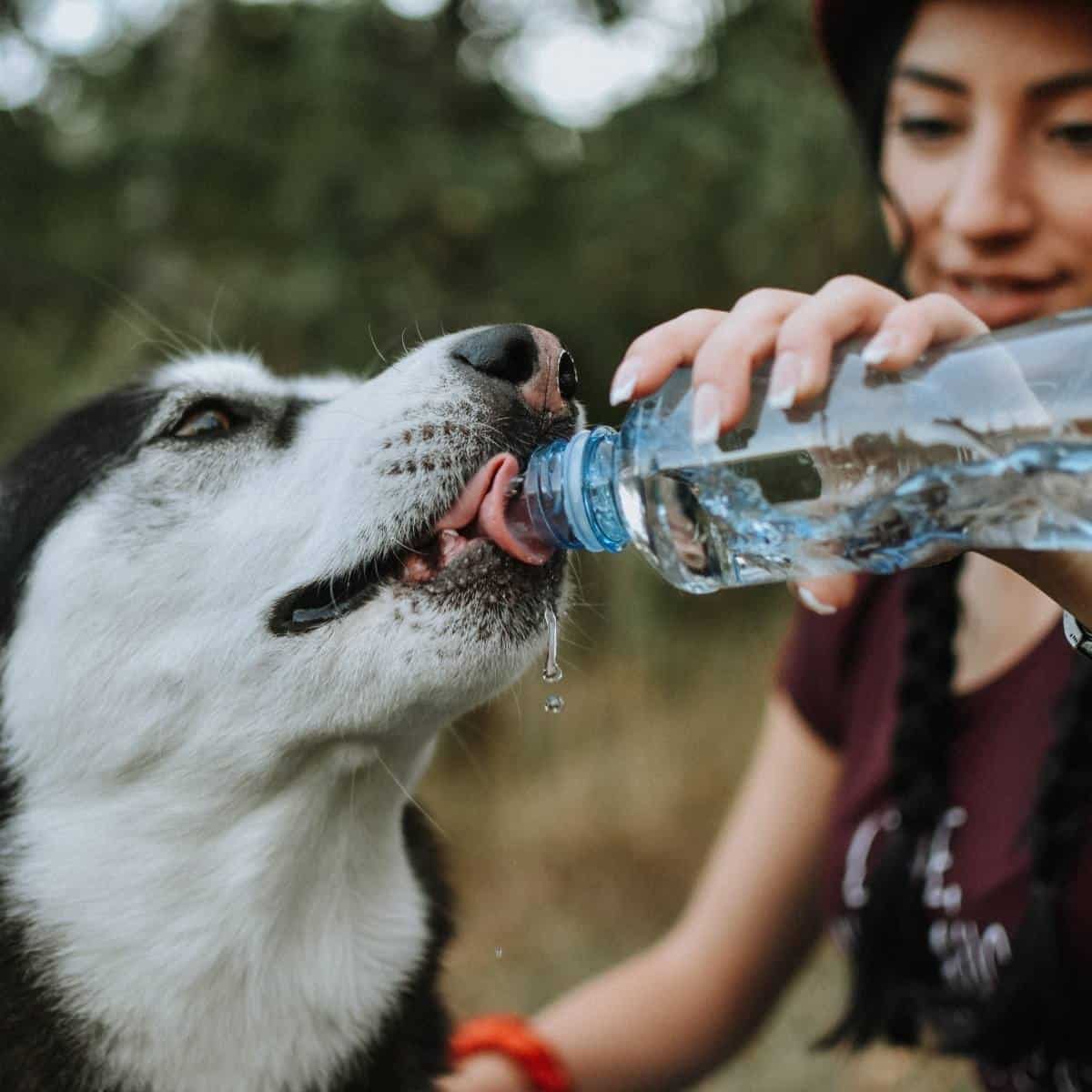 dog drinking distilled water from plastic water bottle