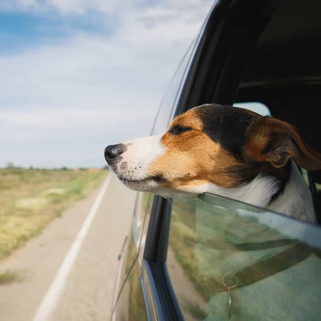 dog riding in the car with his head out the window