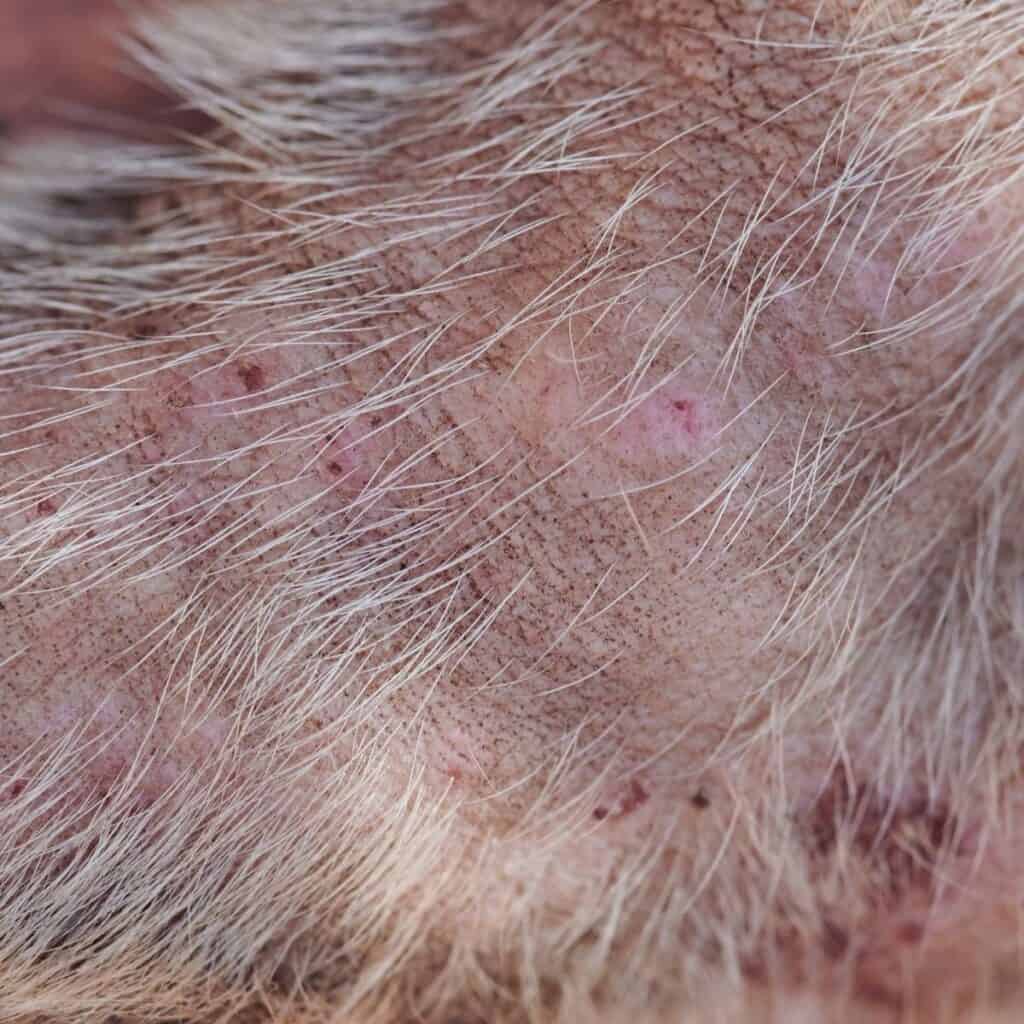 slow up of dogs red skin due to allergic reaction from a flea bite