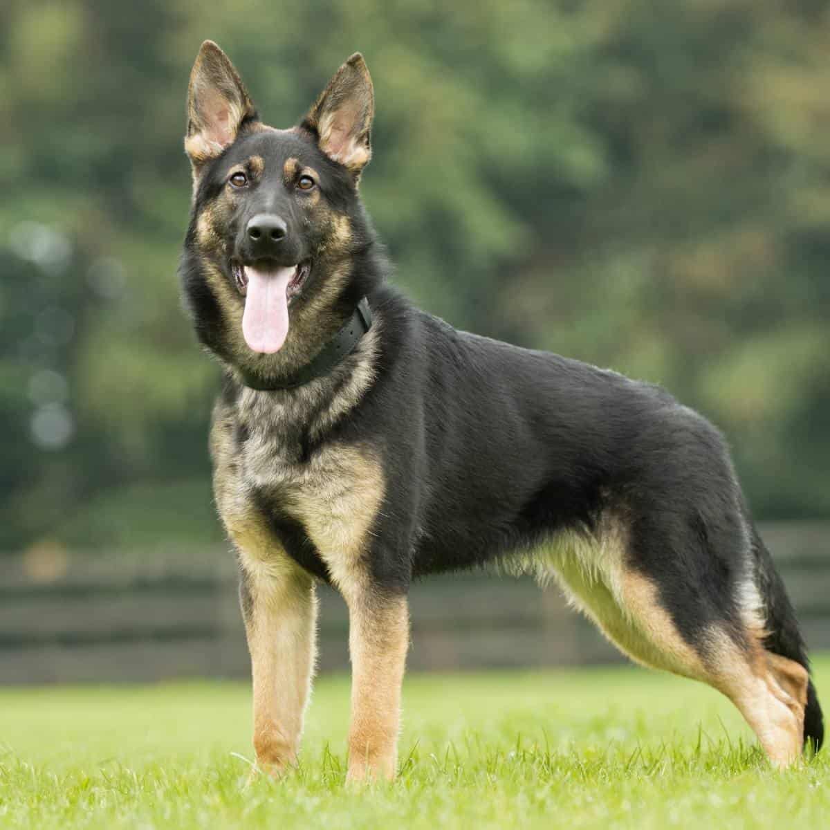 black and cream german shepherd dog with a black collar standing up outside