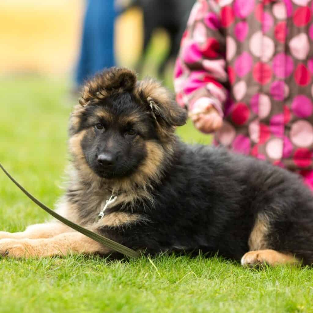 german shepherd puppy on a leash sitting next to a little girl