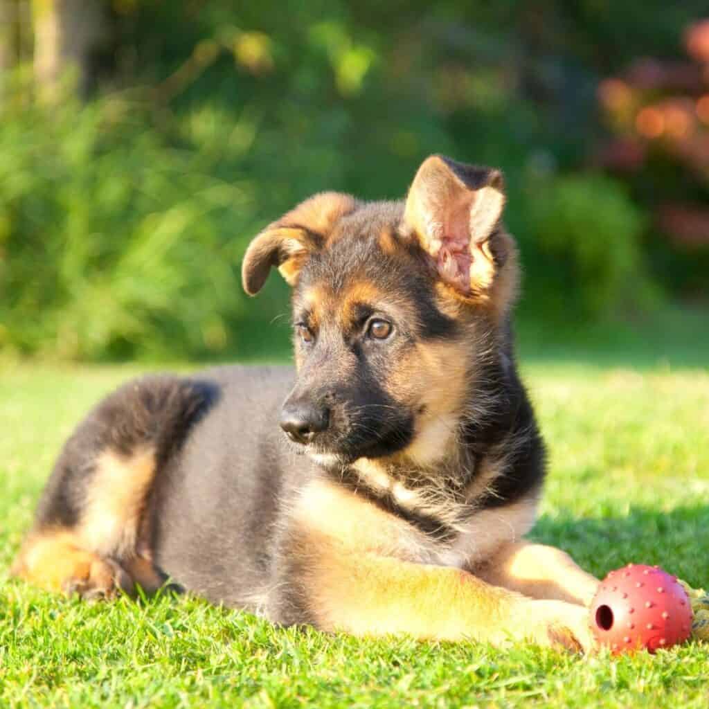 german shepherd puppy laying in the grass with a red ball