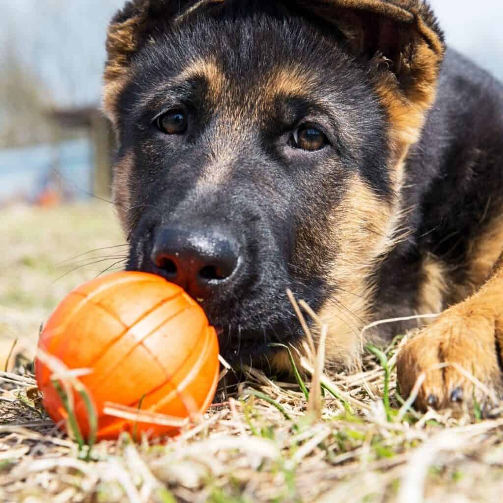 german shepherd laying down in the grass with an orange ball