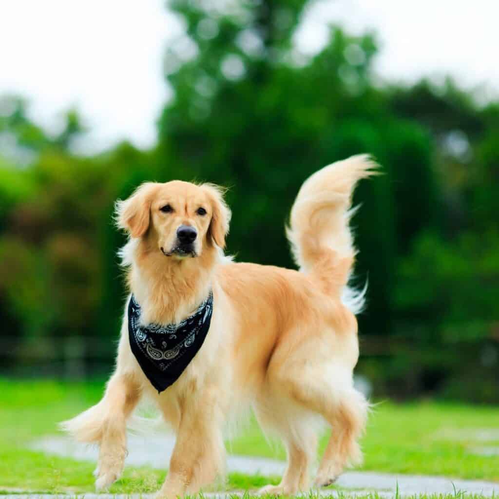 golden retrievers with a blank bandana playing outside 