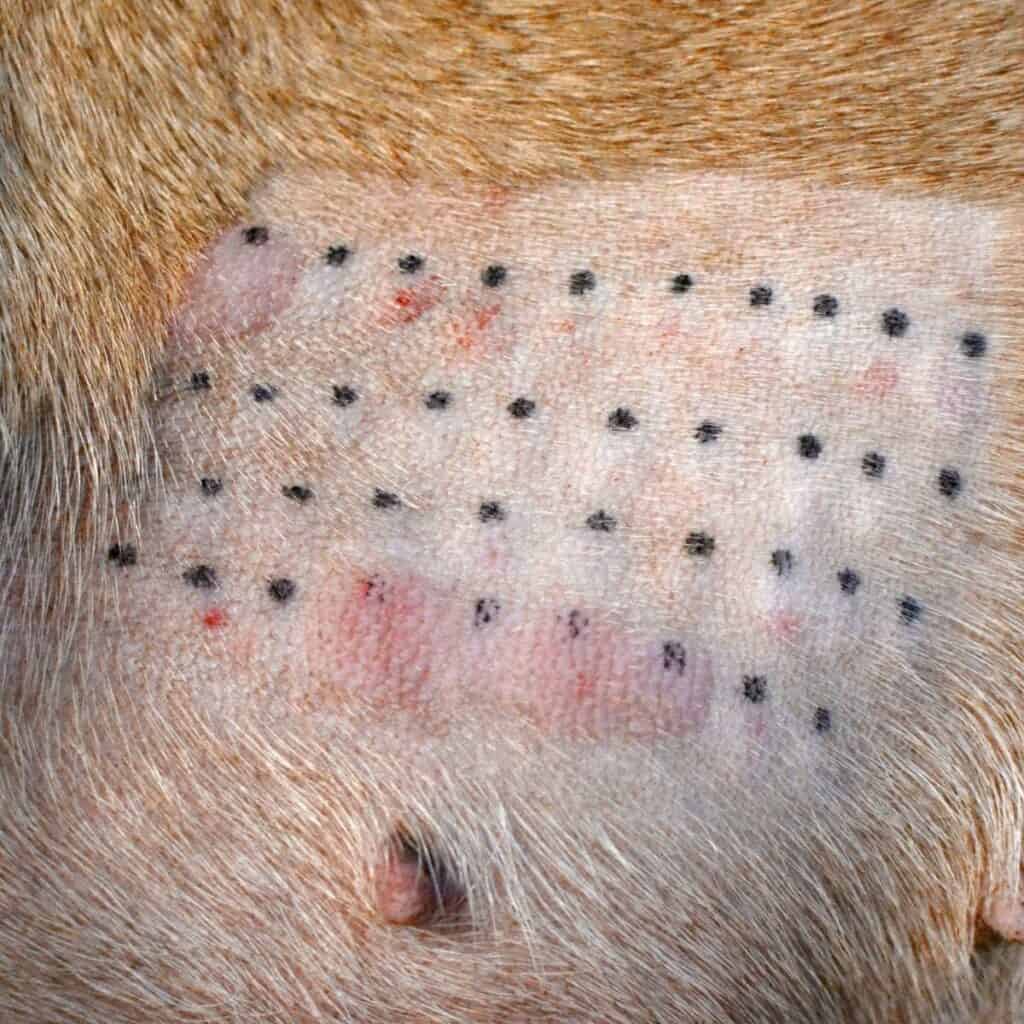 close up of dog with shaved hair having the intradermal allergy testing done