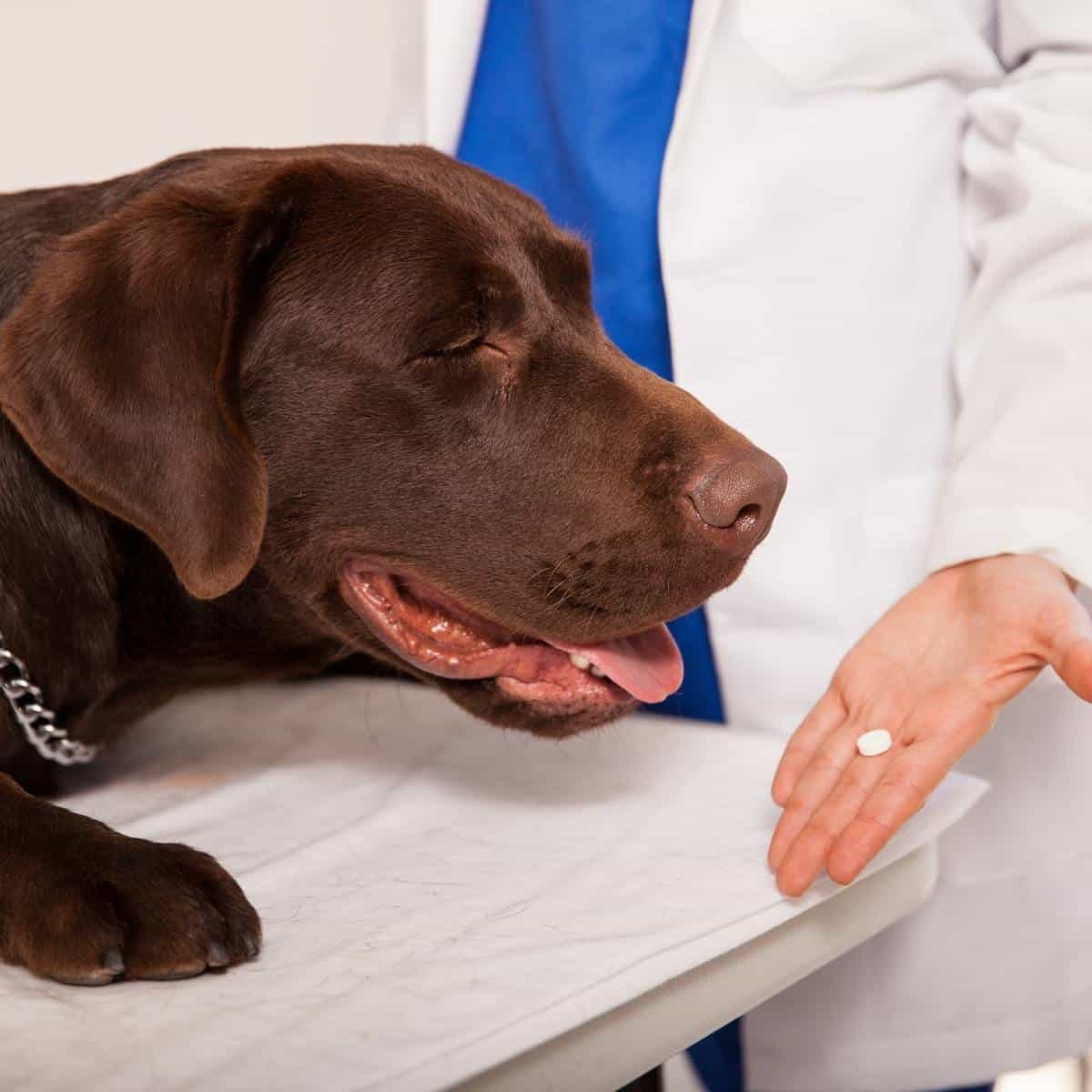 veterinarian giving a large chocolate lab a dose of Phenergan