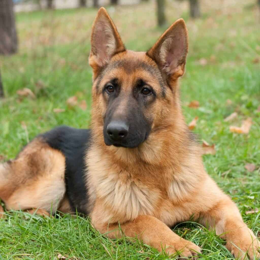 liver colored german shepherd laying in the grass