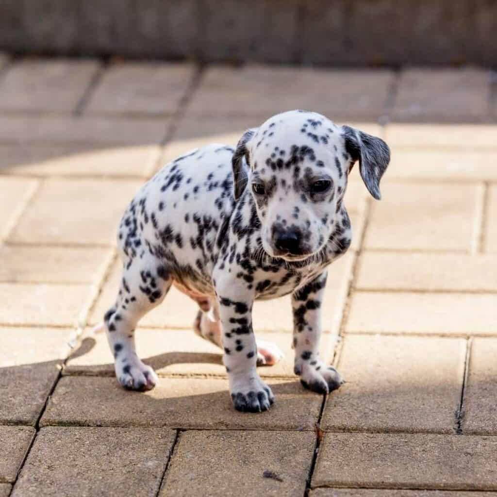 long haired dalmatian puppy sitting on the patio