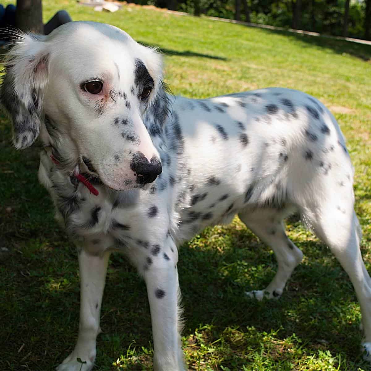 long haired dalmatian standing outside