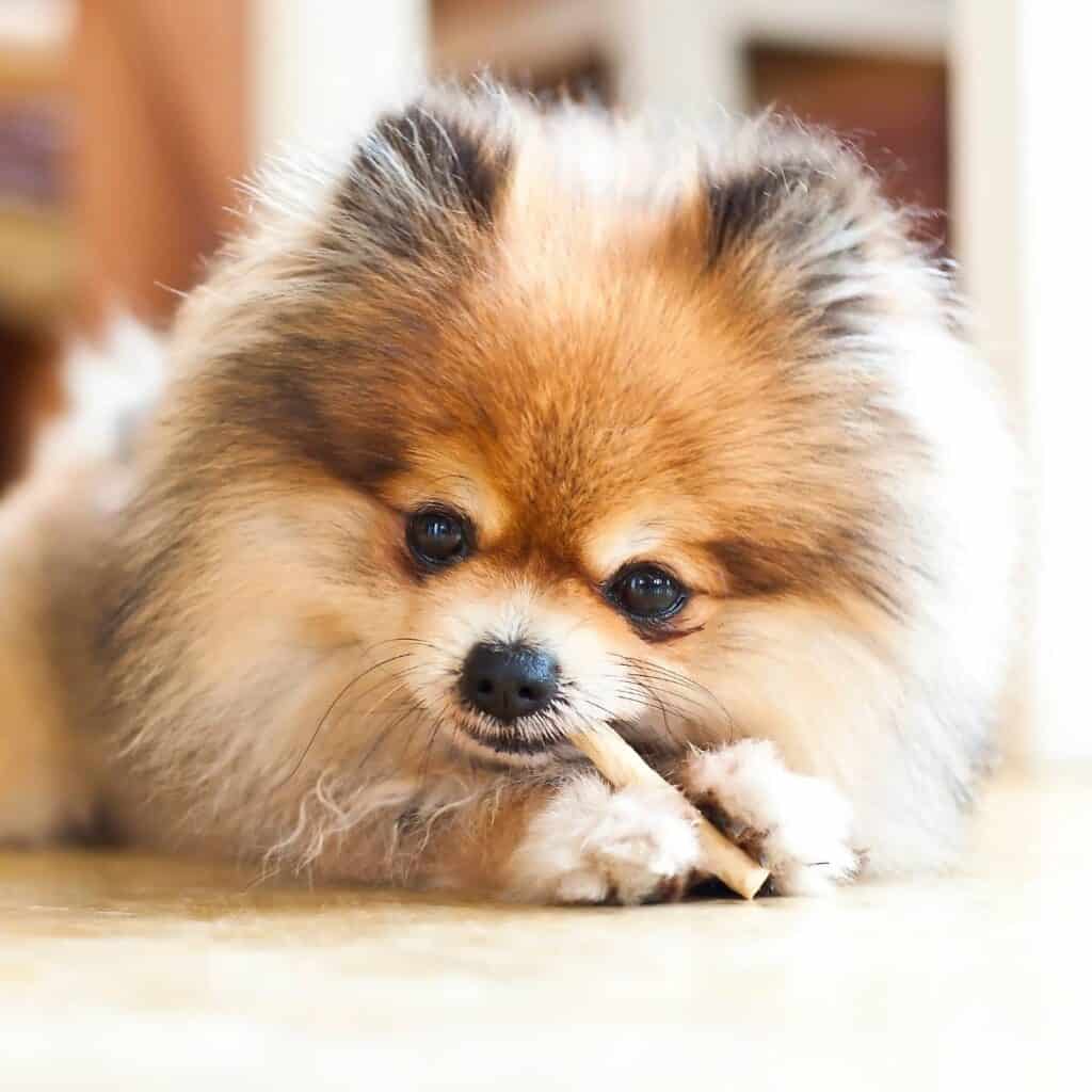 pomtriever laying down chewing on a bone