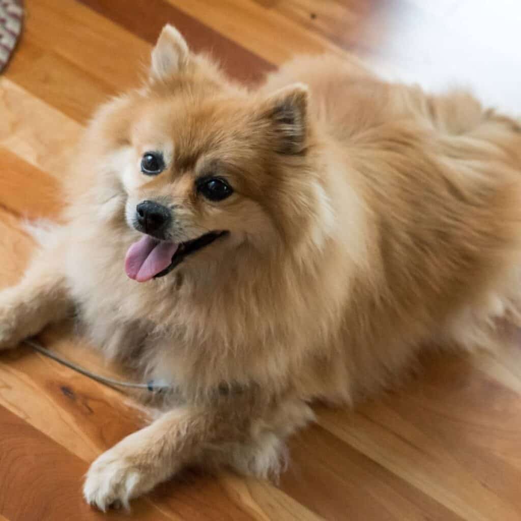 pomeranian retriever mix laying on a hardwood floor