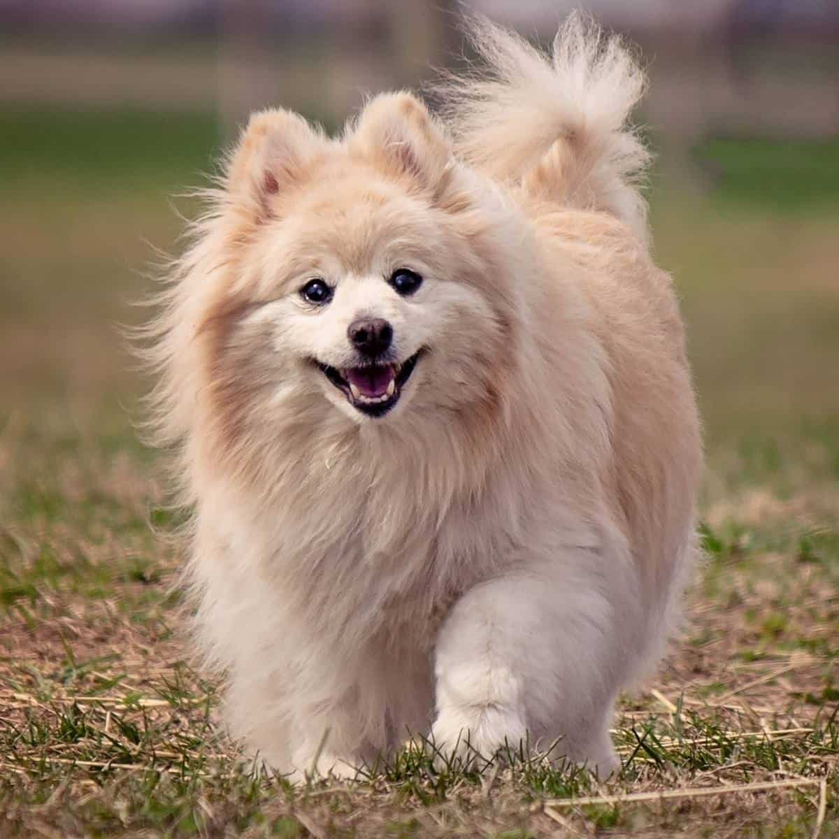 golden retriever mixed with pomeranian running outside