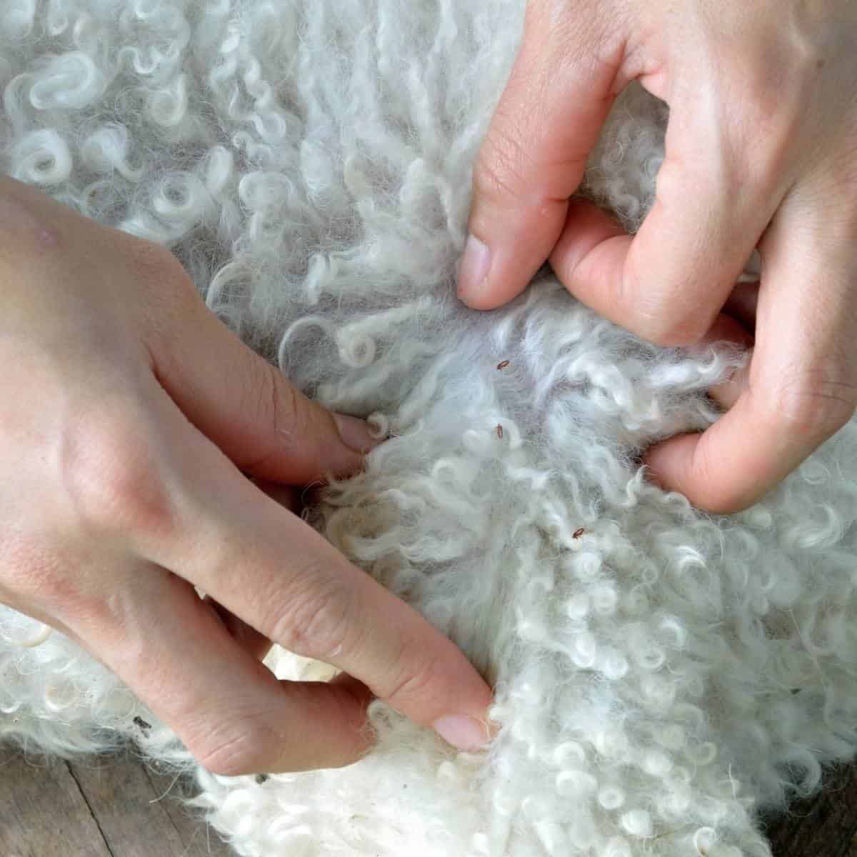 pulling poodles fur apart showing fleas