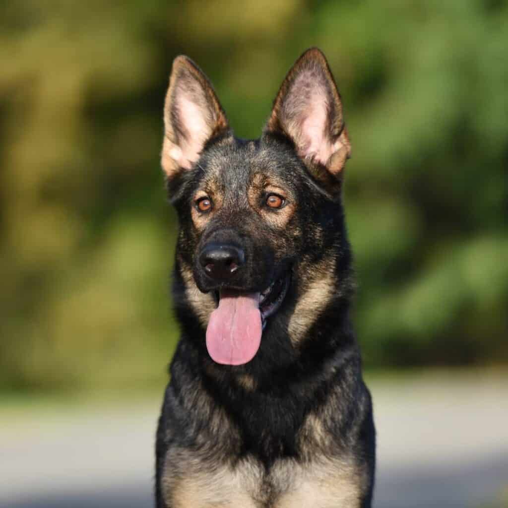 sable german shepherd dog sitting outside