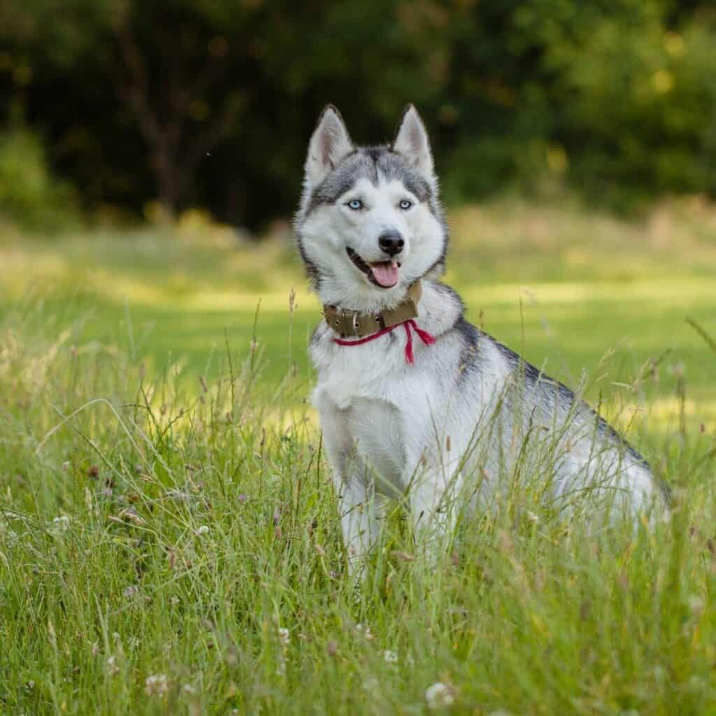 a siberian husky sitting in the grass