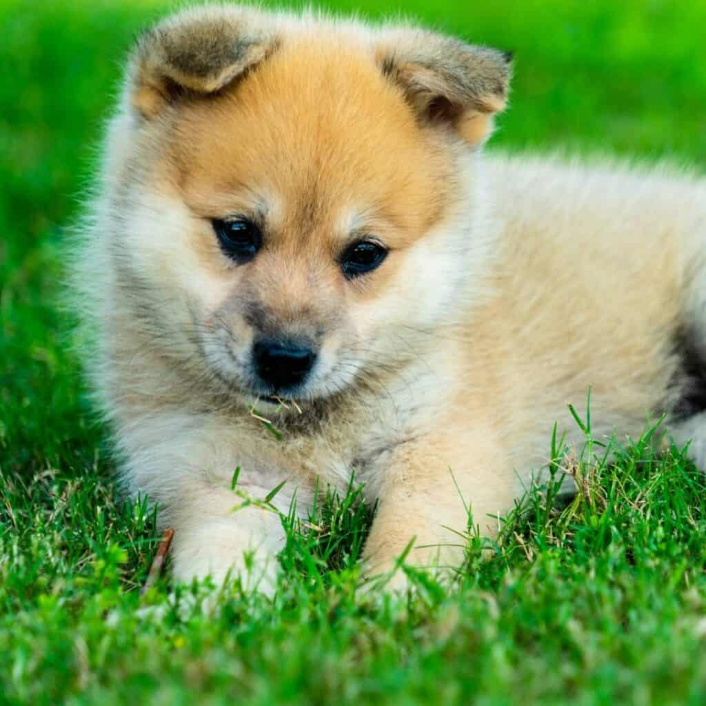 tan teacup pomsky laying in the grass