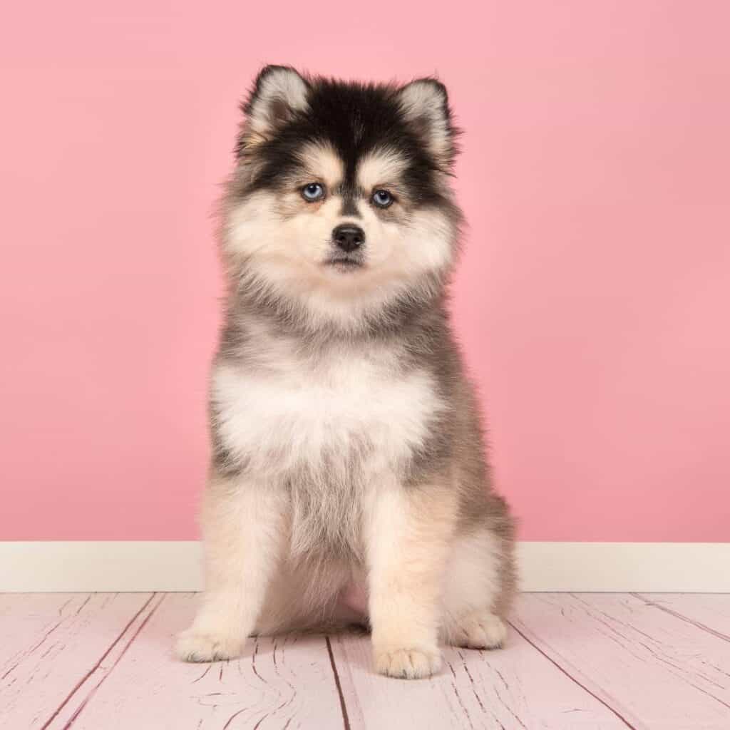 black, white, and tan teacup pomsky sitting down with a pink background
