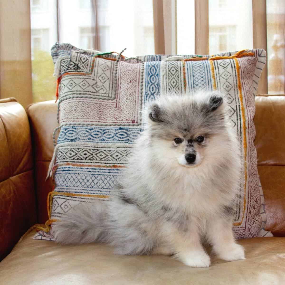 teacup pomsky sitting on the couch with a pillow