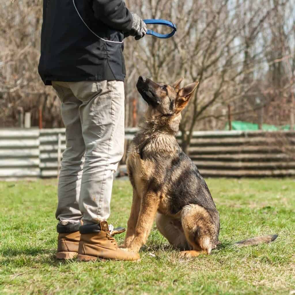 a trainer holding a collar next to a german shepherd dog