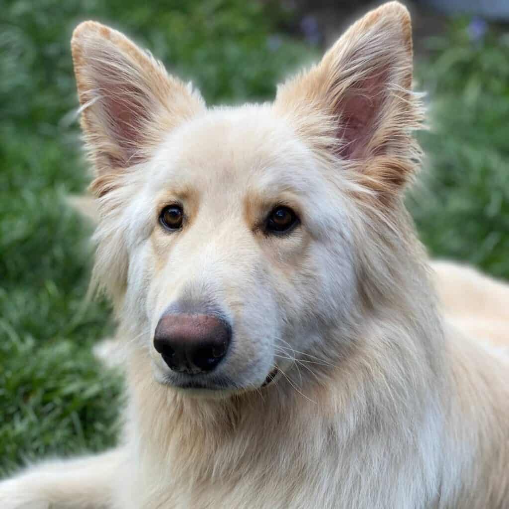 white long haired german shepherd laying in the grass