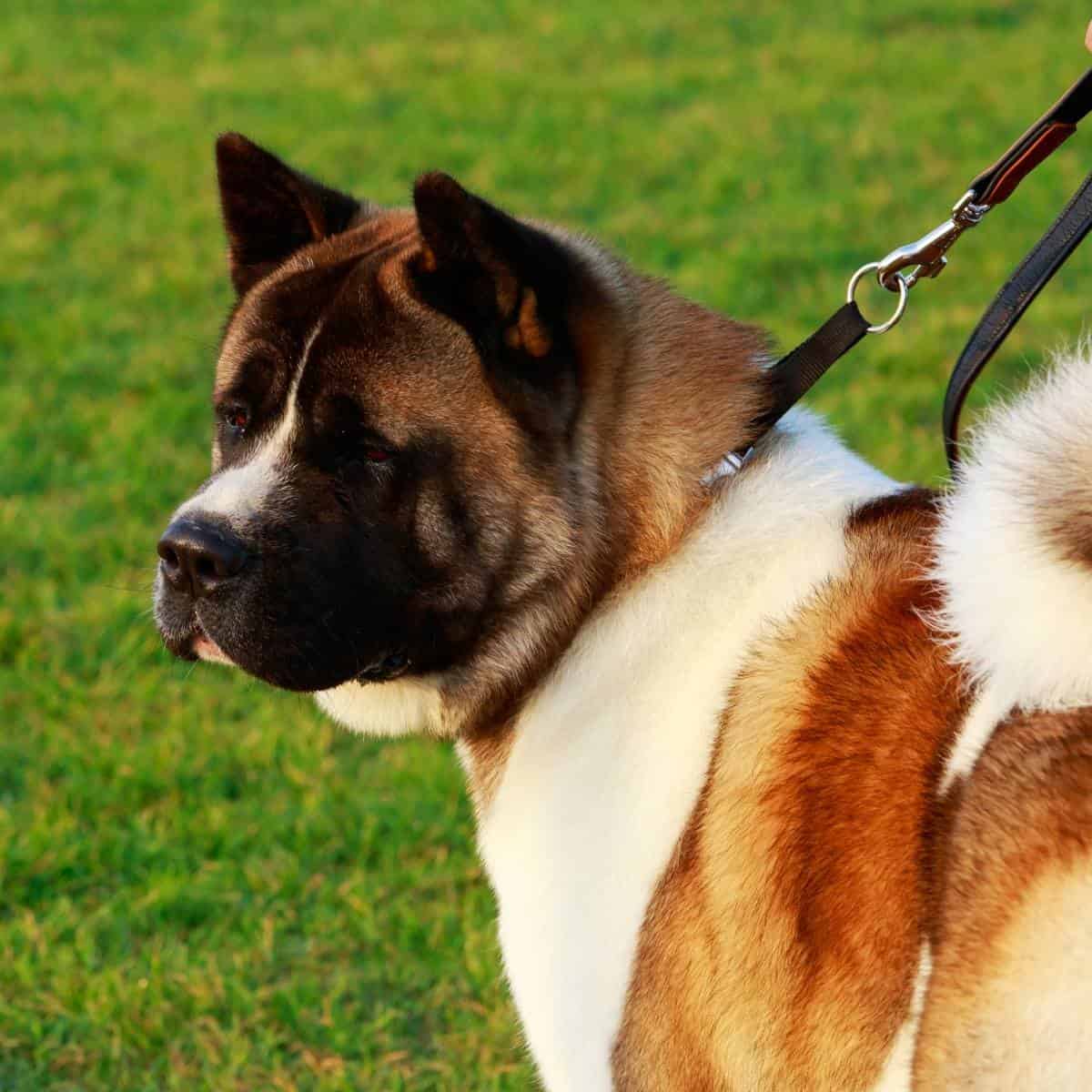 large american akita on a leash