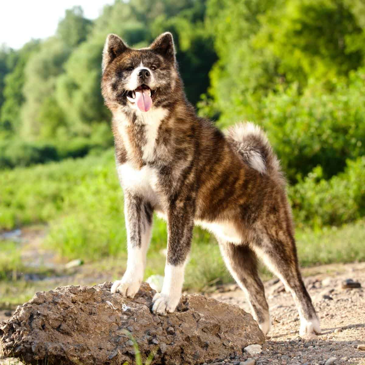 a brindle akita standing up on a large rock outside