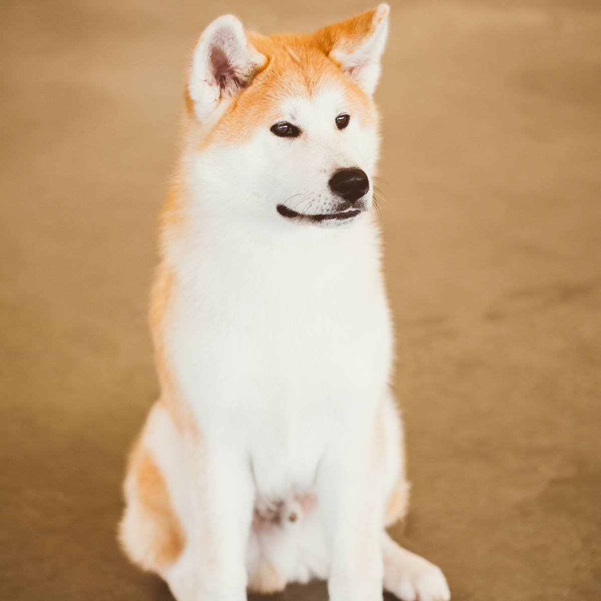 japanese red fawn akita inu sitting inside 