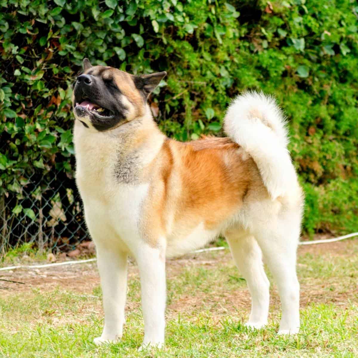 a male american akita with his head up in the air