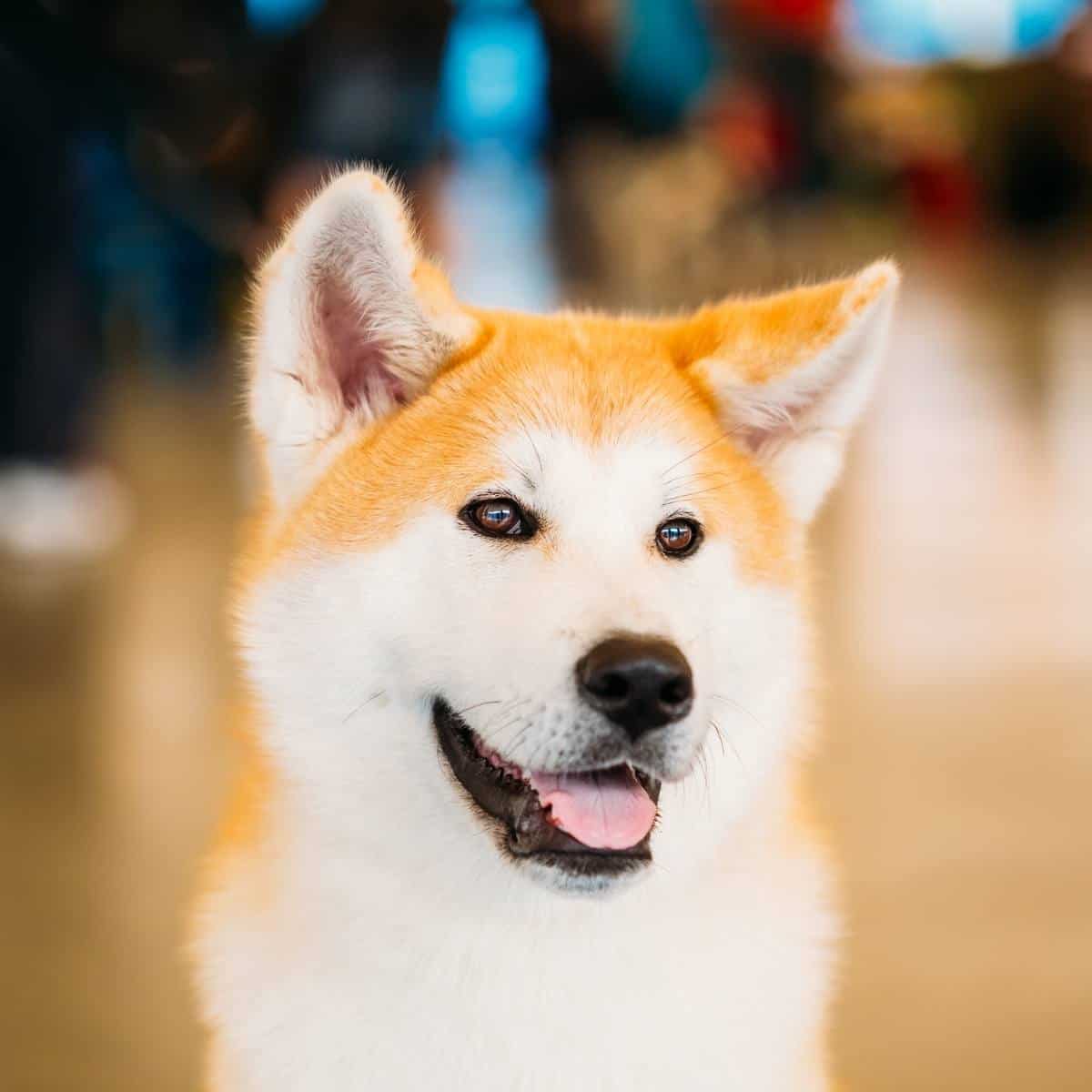 a red fawn japanese akita sitting down