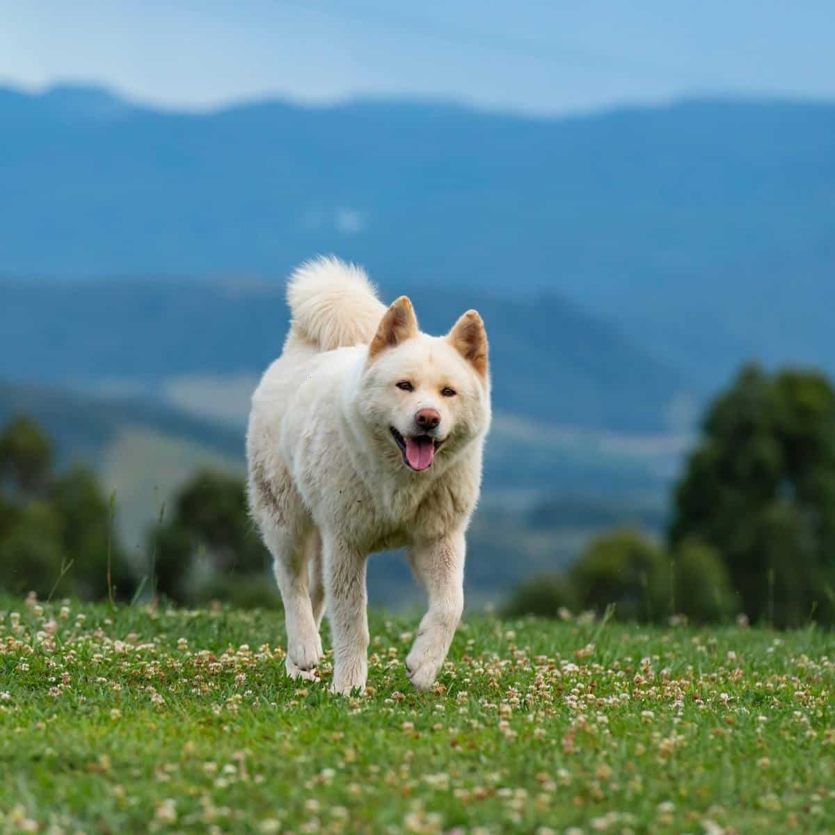 a white american akita running in the grass