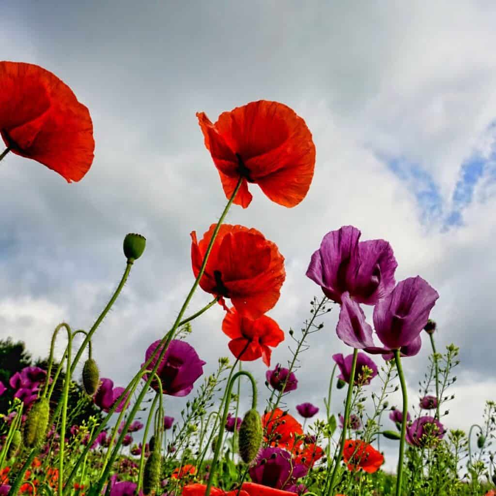 a field of red and purple poppy flowers