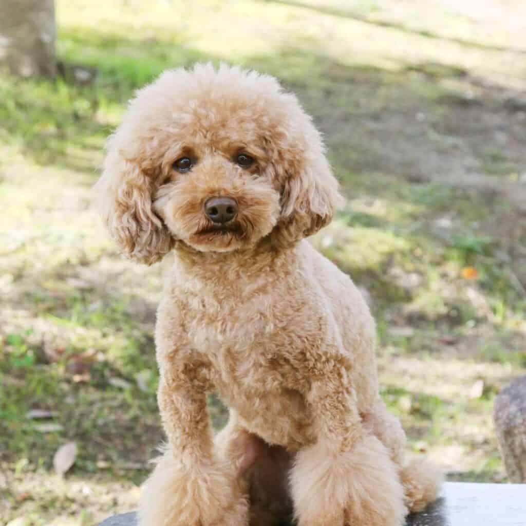 medium sized apricot poodle sitting down outside