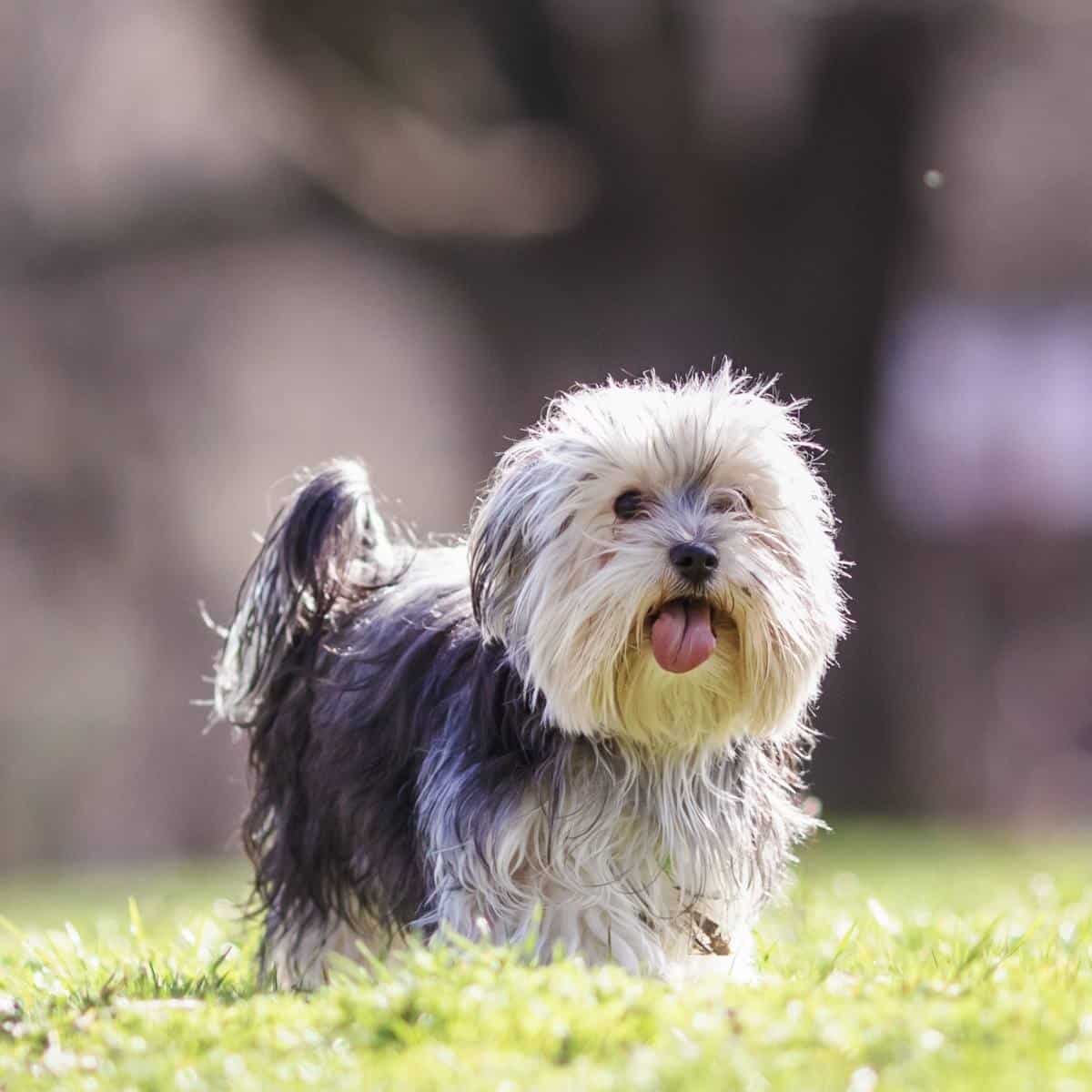 long haired black and gray morkie poo outside in the grass