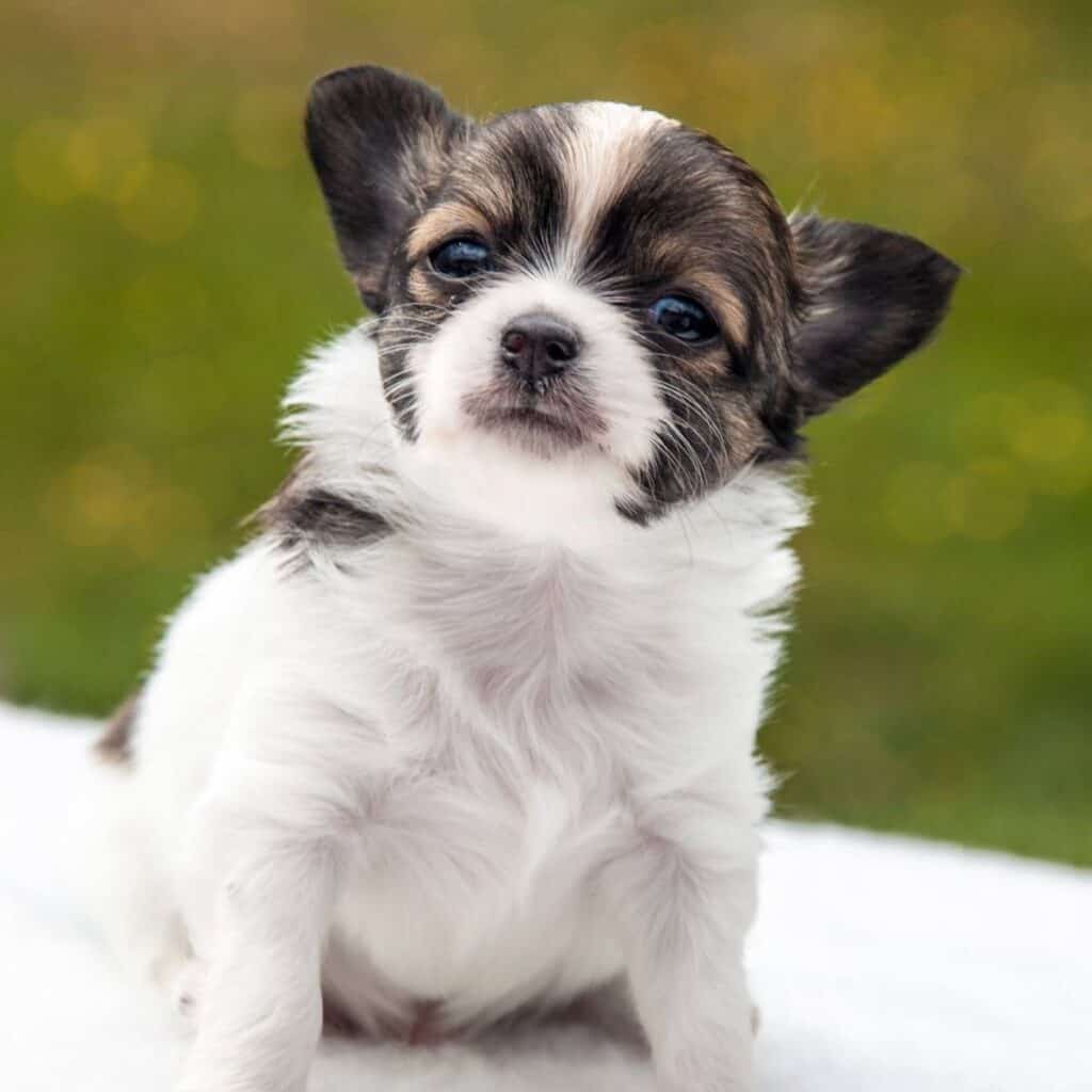 black and white chihuahua puppy sitting down 