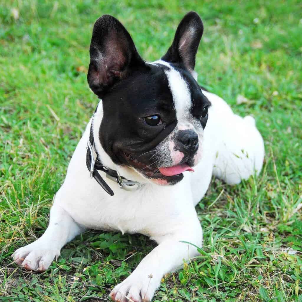 black and white frenchie laying in the grass