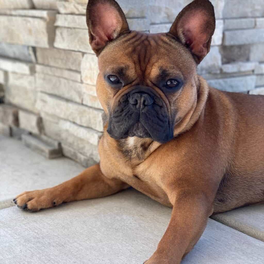 brown french bulldog with black face laying on the porch