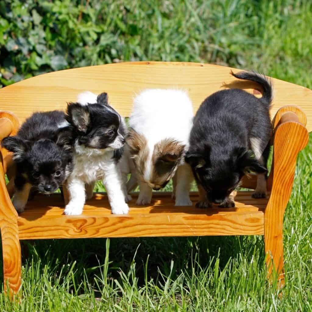 four different colored chihuahuas on a wooden bench outside
