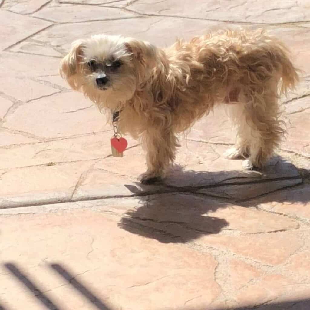 morkie poo outside on the porch