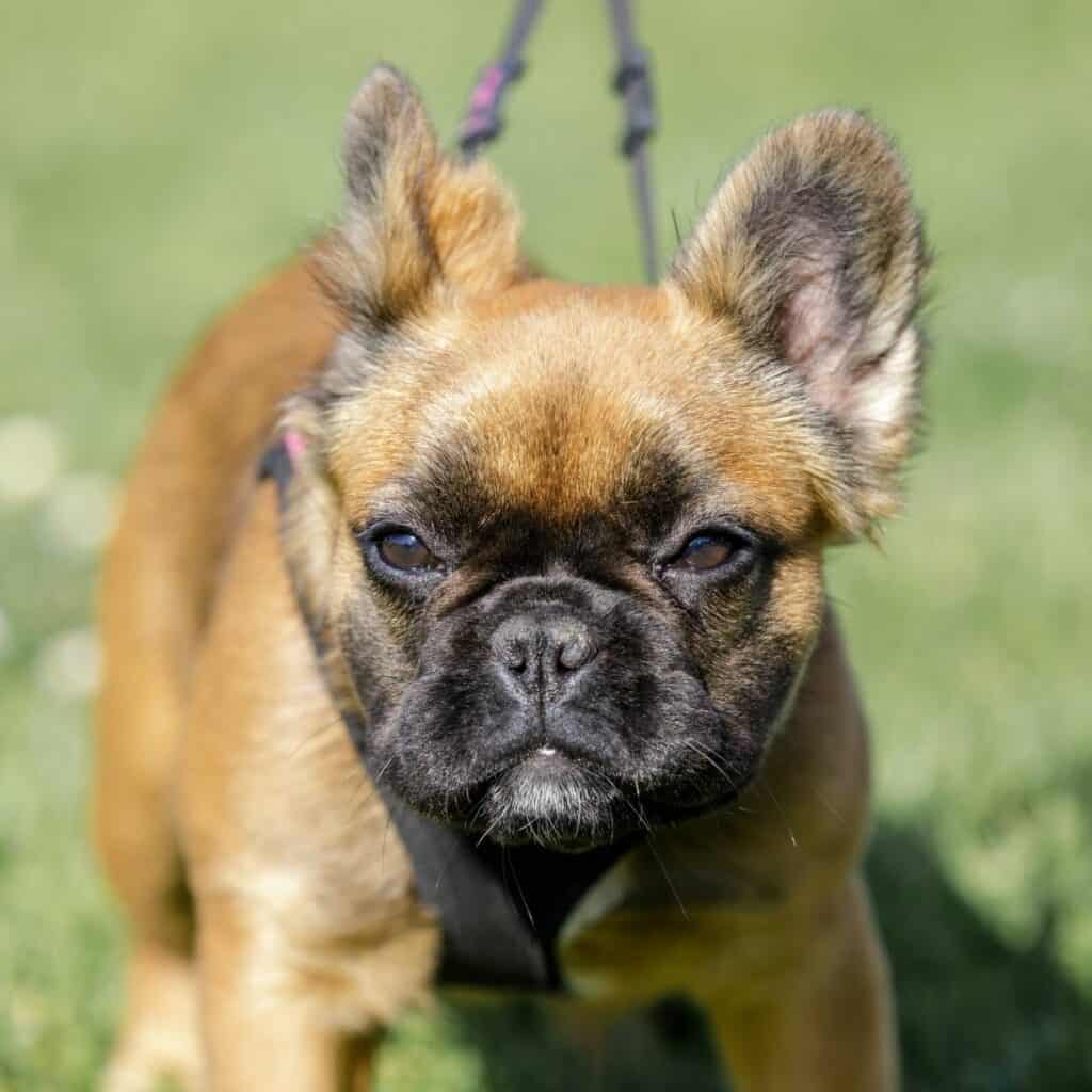 brown frorkie dog on a leash