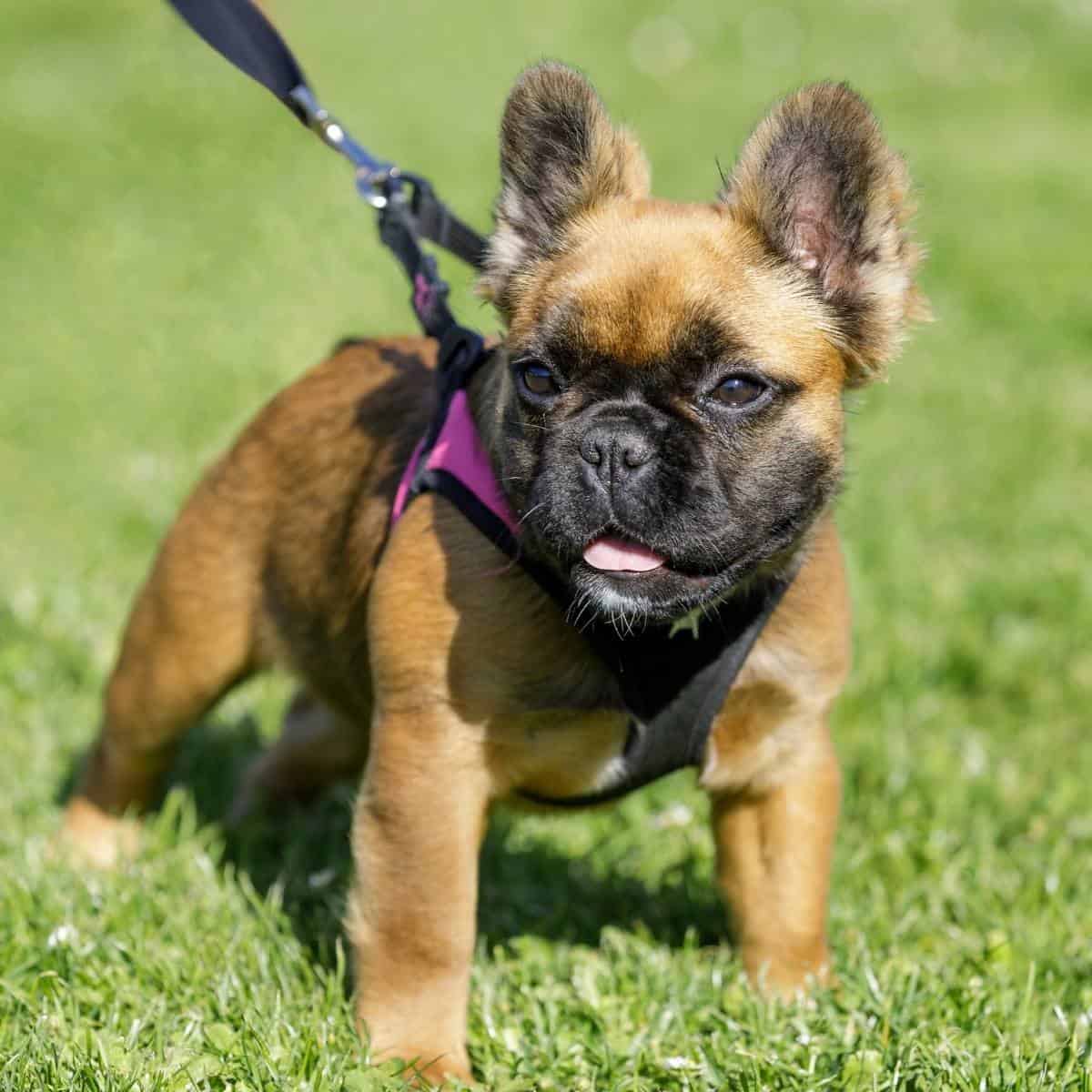 frenchie yorkie mixing on a leash in the park
