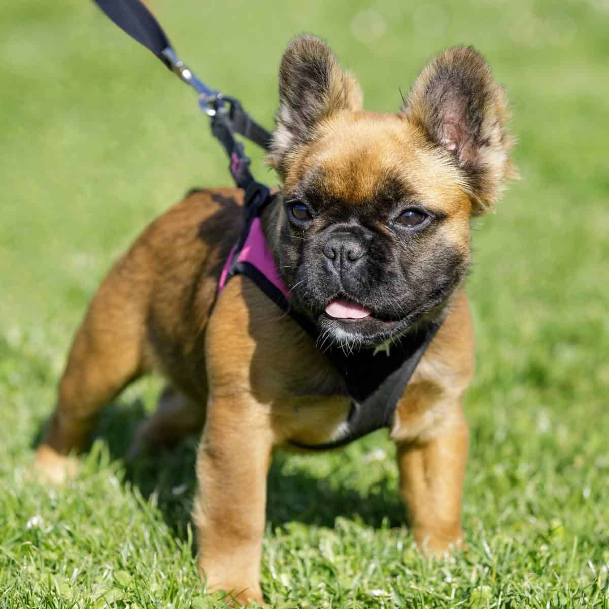 Yorkie And French Bulldog Mix - New Breed Of Love - Expoanswer.com